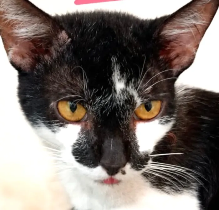 Gato raça SRD-ViraLata idade 1 ano nome Fred