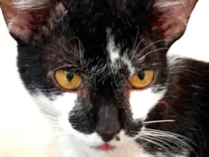 Gato raça SRD-ViraLata idade 1 ano nome Fred