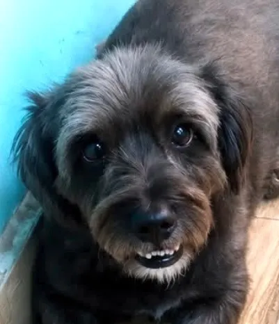 Cachorro raça SRD-ViraLata idade 2 anos nome Sushi