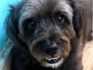 Cachorro raça SRD-ViraLata idade 2 anos nome Sushi
