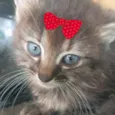 Mimi