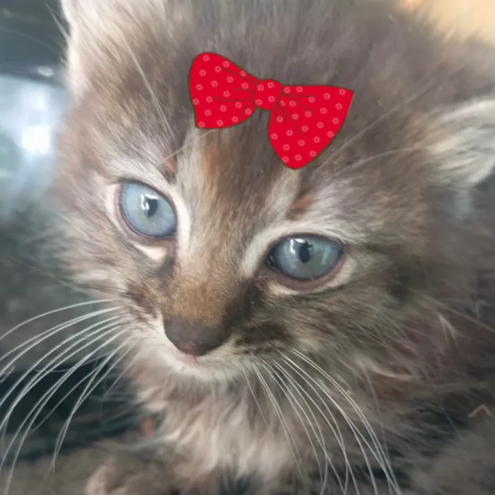 Gato raça SRD-ViraLata idade 2 a 6 meses nome Mimi