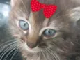 Mimi