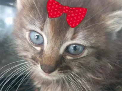 Gato raça SRD-ViraLata idade 2 a 6 meses nome Mimi