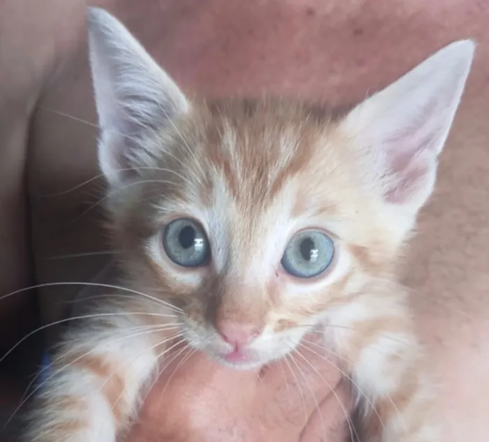 Gato raça SRD-ViraLata idade 2 a 6 meses nome Pingo