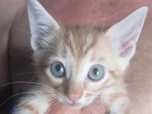 Gato raça SRD-ViraLata idade 2 a 6 meses nome Pingo