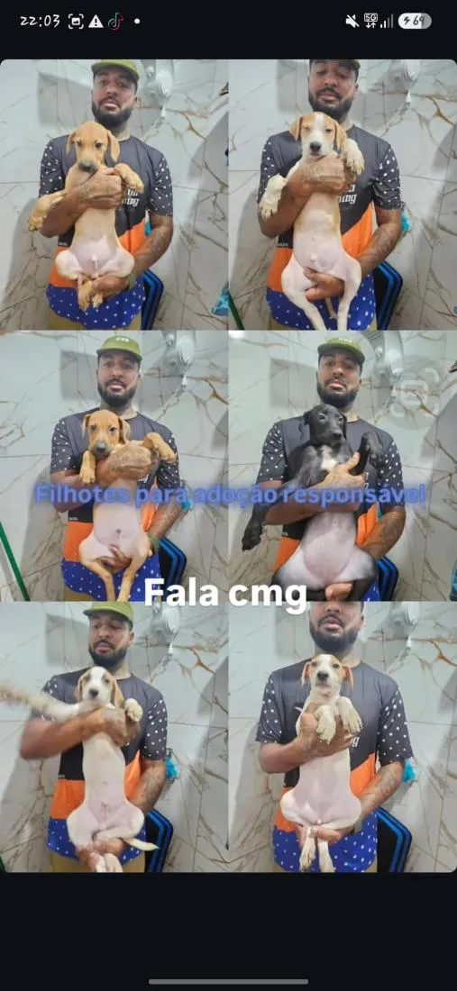 Cachorro raça SRD-ViraLata idade 2 a 6 meses nome Valente/Juquinha/Pantera/ Bisquila /Huguinho 