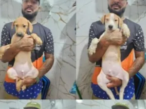Cachorro raça SRD-ViraLata idade 2 a 6 meses nome Valente/Juquinha/Pantera/ Bisquila /Huguinho 