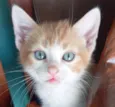 Tico