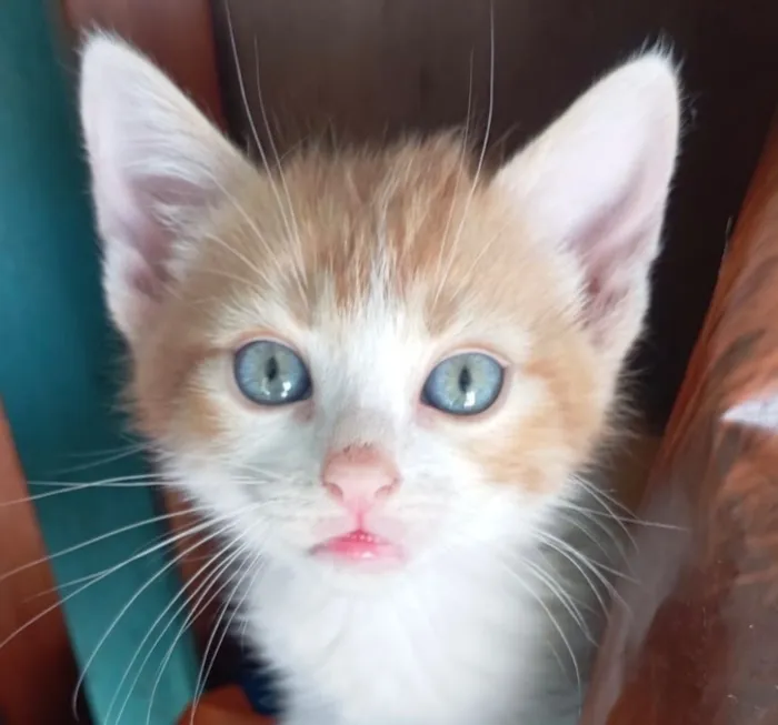 Gato raça SRD-ViraLata idade 2 a 6 meses nome Tico