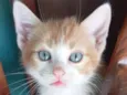 Tico
