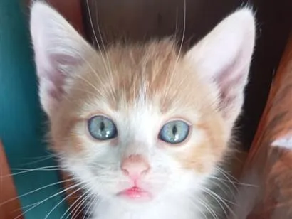Gato raça SRD-ViraLata idade 2 a 6 meses nome Tico