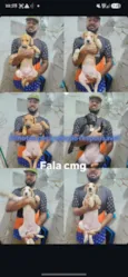 Valente/Juquinha/Pantera/ Bisquila /Huguinho 