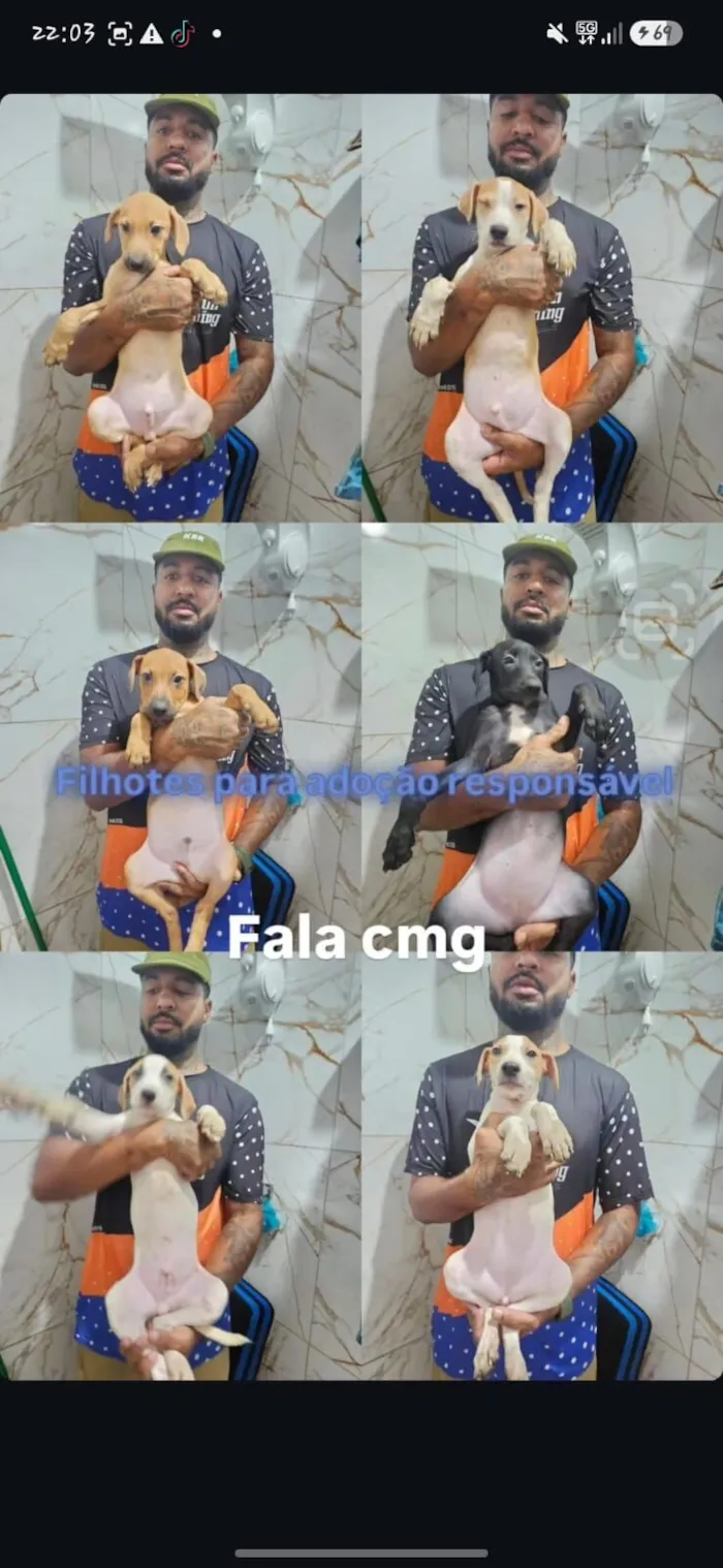 Cachorro raça SRD-ViraLata idade 2 a 6 meses nome Valente/Juquinha/Pantera/ Bisquila /Huguinho 