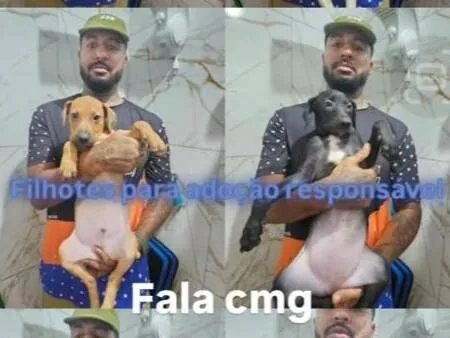 Cachorro raça SRD-ViraLata idade 2 a 6 meses nome Valente/Juquinha/Pantera/ Bisquila /Huguinho 