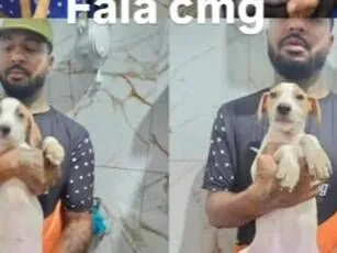Cachorro raça SRD-ViraLata idade 2 a 6 meses nome Valente/Juquinha/Pantera/ Bisquila /Huguinho 