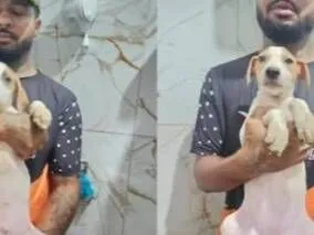 Cachorro raça SRD-ViraLata idade 2 a 6 meses nome Valente/Juquinha/Pantera/ Bisquila /Huguinho 
