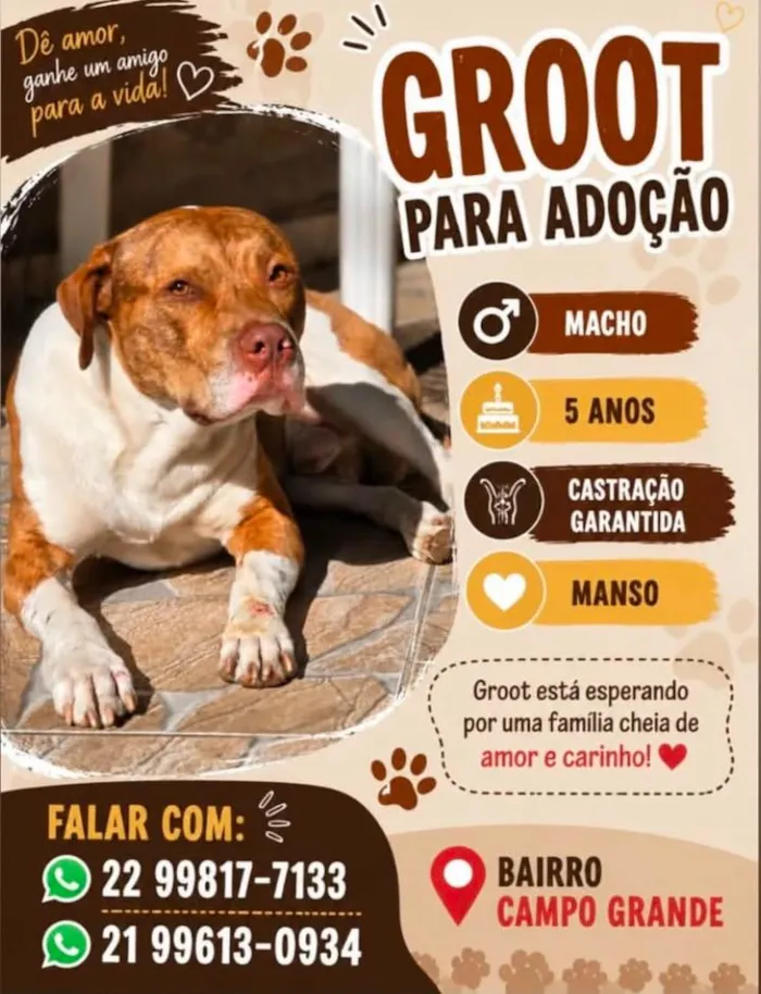 Cachorro raça SRD-ViraLata idade 5 anos nome Groot