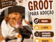 Groot