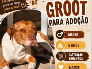 Cachorro raça SRD-ViraLata idade 5 anos nome Groot