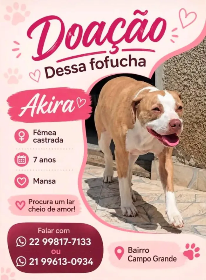 Cachorro raça SRD-ViraLata idade 6 ou mais anos nome Akira