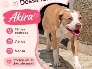 Cachorro raça SRD-ViraLata idade 6 ou mais anos nome Akira