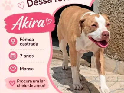 Cachorro raça SRD-ViraLata idade 6 ou mais anos nome Akira