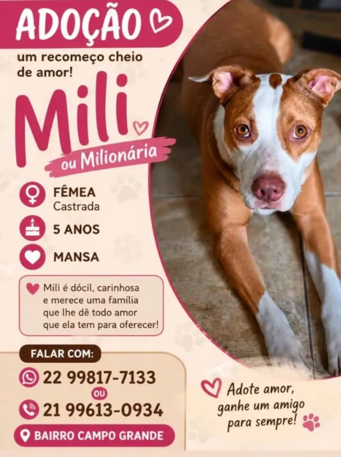 Cachorro raça SRD-ViraLata idade 5 anos nome Mili