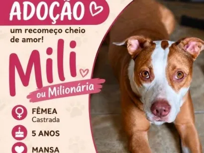 Cachorro raça SRD-ViraLata idade 5 anos nome Mili