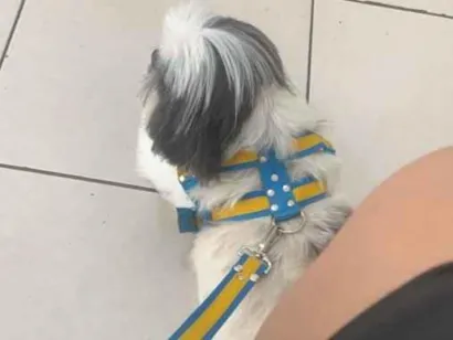 Cachorro raça Shitzu idade 6 ou mais anos nome Chuchu