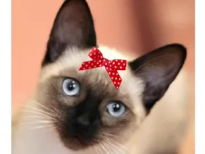 Gato raça Siamês idade 7 a 11 meses nome Cristal