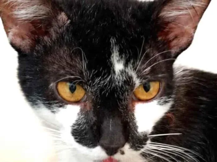 Gato raça SRD-ViraLata idade 1 ano nome Fred