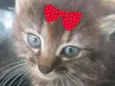 Mimi