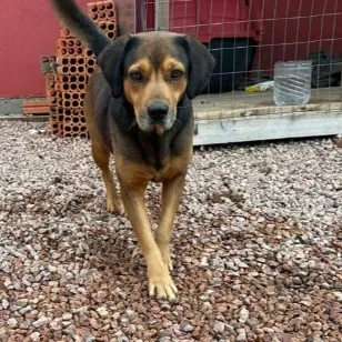 Cachorro raça SRD-ViraLata idade 3 anos nome Manteiga 