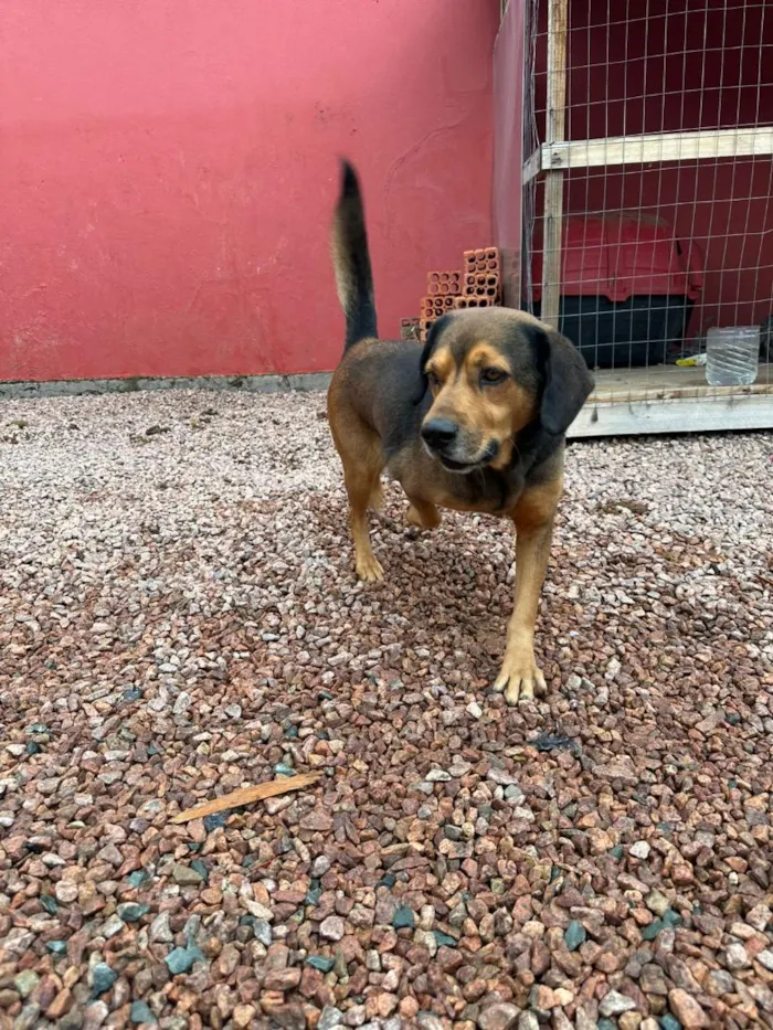 Cachorro raça SRD-ViraLata idade 3 anos nome Manteiga 