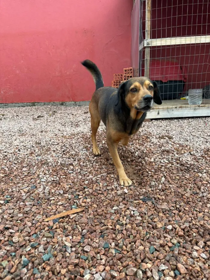 Cachorro raça SRD-ViraLata idade 3 anos nome Manteiga 