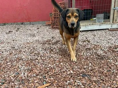 Cachorro raça SRD-ViraLata idade 3 anos nome Manteiga 
