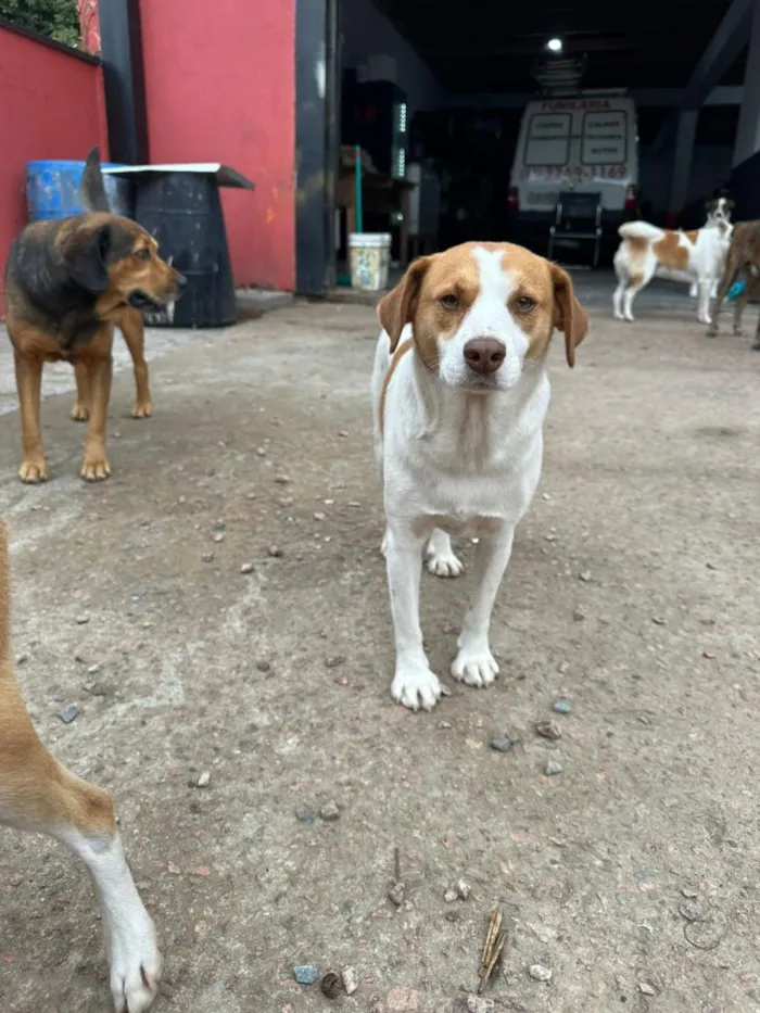 Cachorro raça SRD-ViraLata idade 2 anos nome Pinheiro 