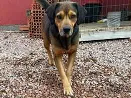 Cachorro raça SRD-ViraLata idade 3 anos nome Manteiga 