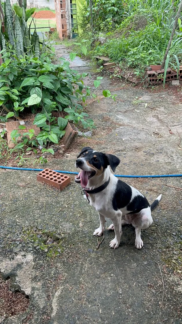 Cachorro raça SRD-ViraLata idade 2 anos nome Pandora