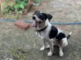 Pandora