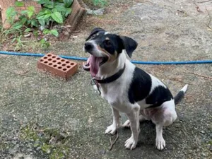 Cachorro raça SRD-ViraLata idade 2 anos nome Pandora