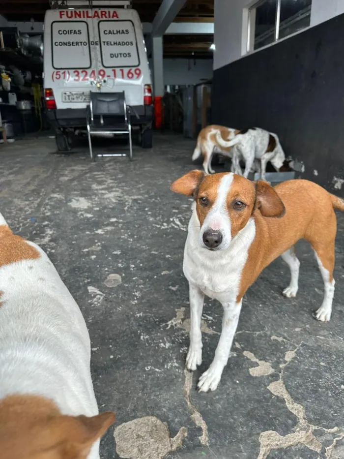 Cachorro raça SRD-ViraLata idade 2 anos nome Orelha 