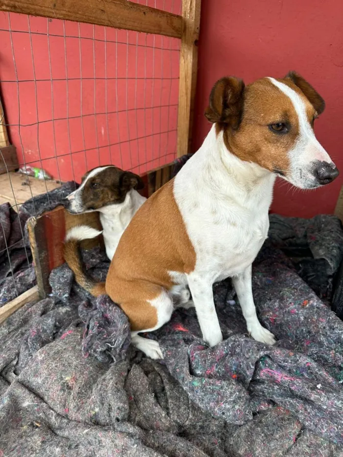 Cachorro raça SRD-ViraLata idade 2 anos nome Orelha 