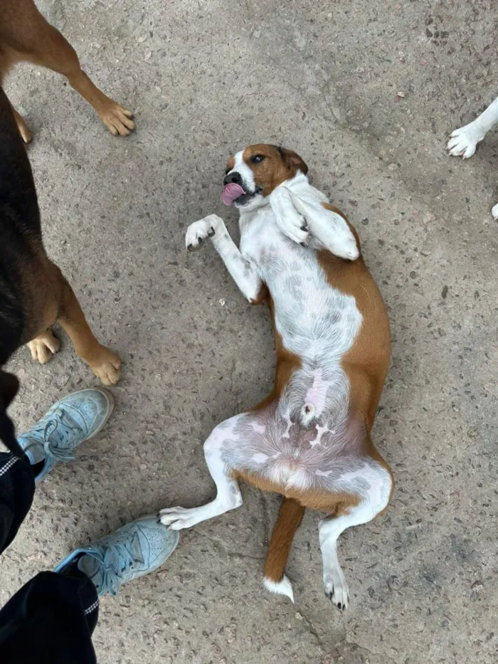 Cachorro raça SRD-ViraLata idade 2 anos nome Orelha 