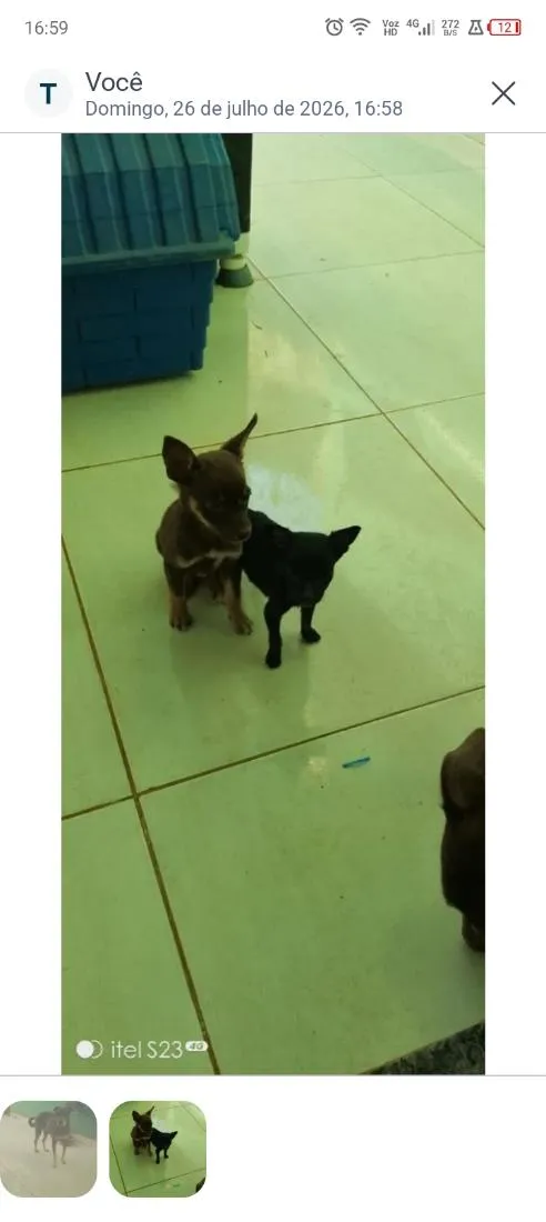 Cachorro raça SRD-ViraLata idade 2 a 6 meses nome não tem nome 