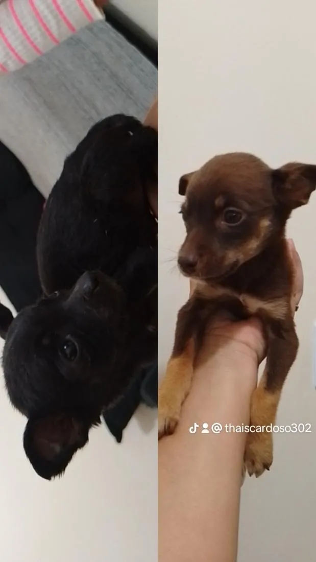 Cachorro raça SRD-ViraLata idade 2 a 6 meses nome não tem nome 