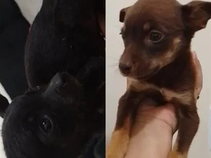 Cachorro raça SRD-ViraLata idade 2 a 6 meses nome não tem nome 