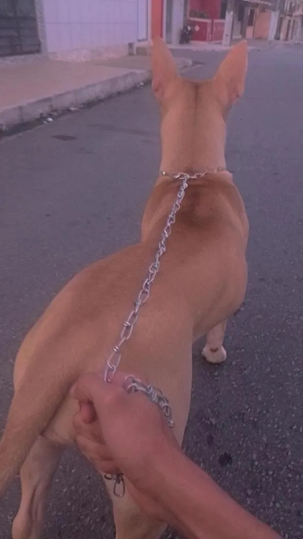 Cachorro raça Pit-Bull idade 2 anos nome Pochita
