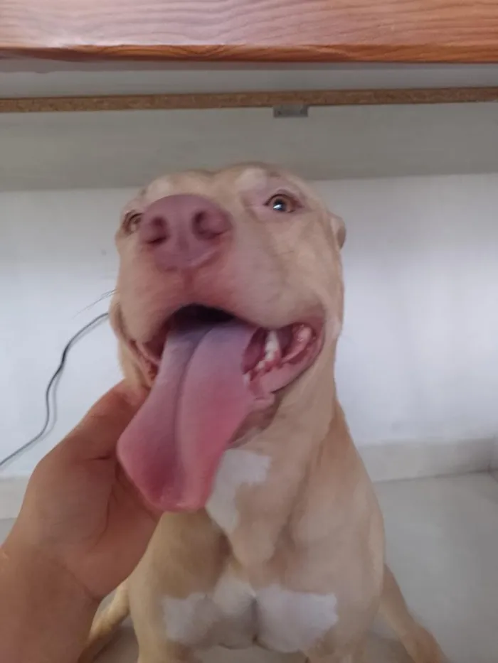 Cachorro raça Pit-Bull idade 2 anos nome Pochita